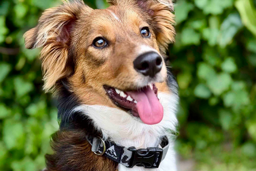 Trail Buddy Dog Collar