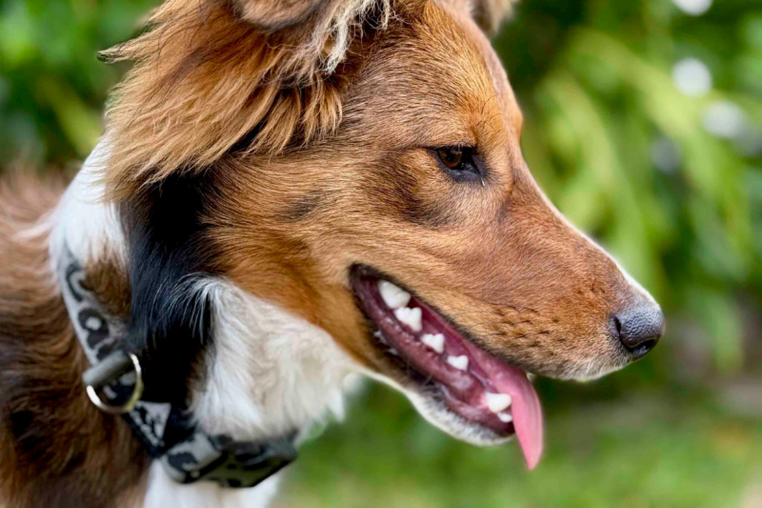 Trail Buddy Dog Collar