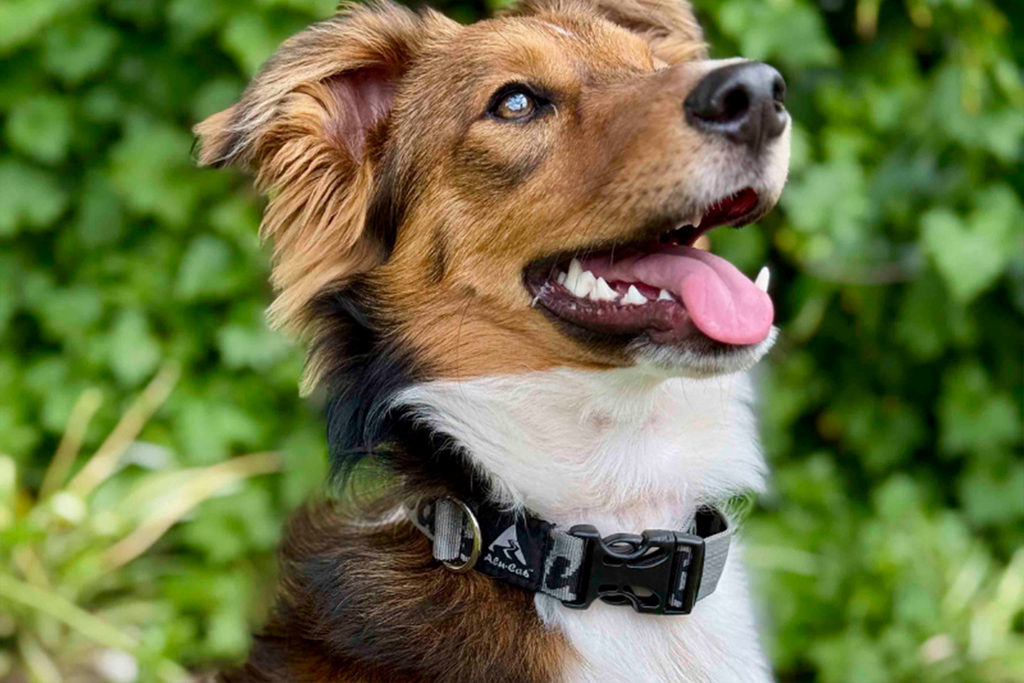 Trail Buddy Dog Collar